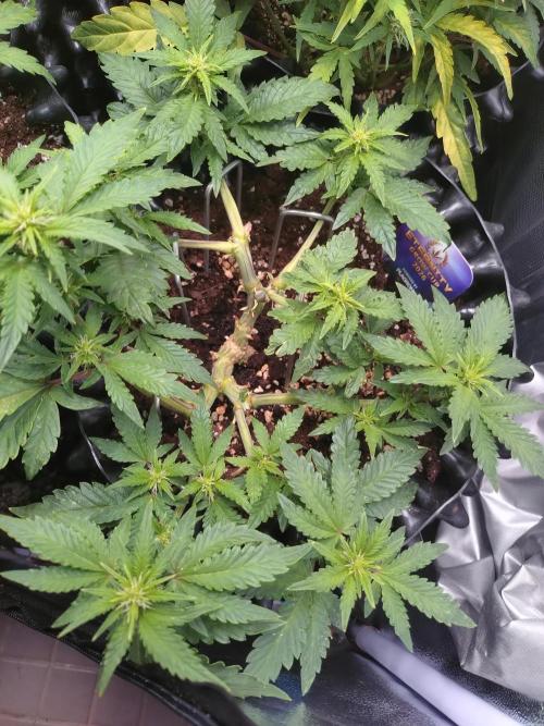 Sticky Broccoli Auto ZMA Eternity Cup'26. Week 8