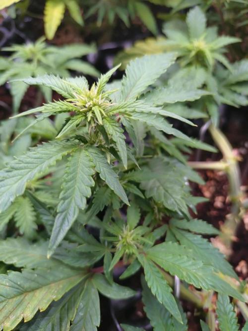 Sticky Broccoli Auto ZMA Eternity Cup'26. Week 8