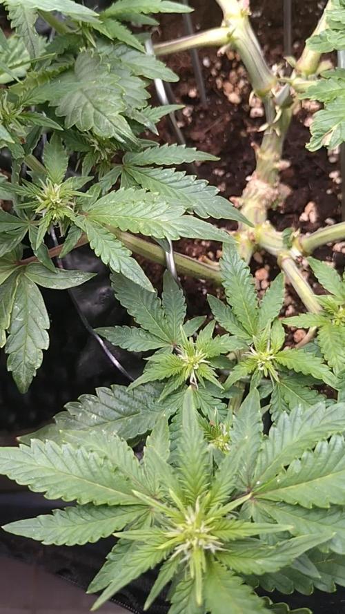 Sticky Broccoli Auto ZMA Eternity Cup'26