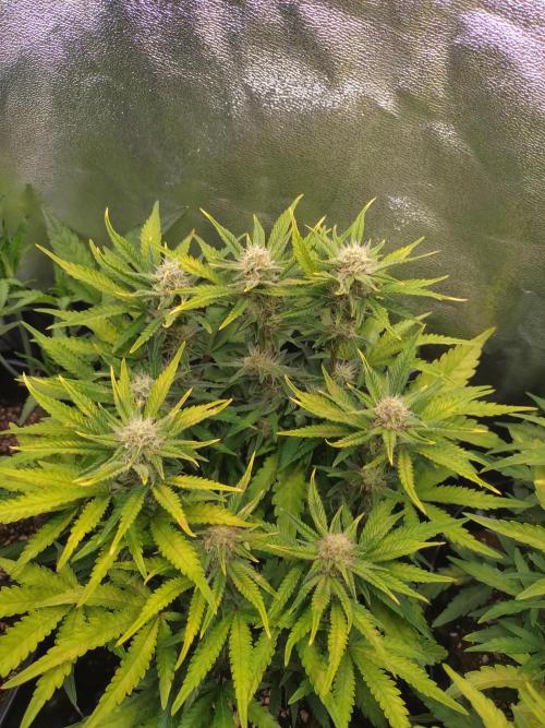 Cherry Cola RF3 Auto Fastbuds. Week 8