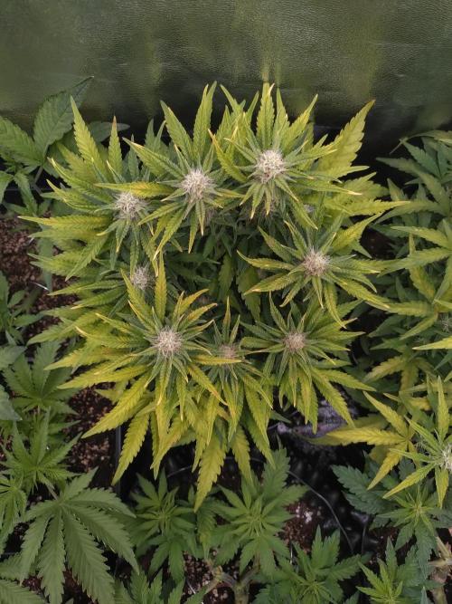 Cherry Cola RF3 Auto Fastbuds. Week 8