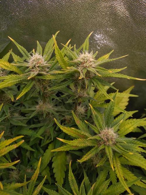 Cherry Cola RF3 Auto Fastbuds. Week 8