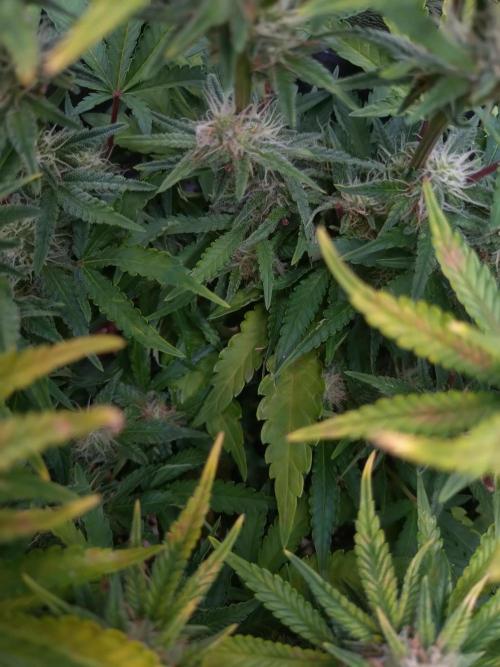 Cherry Cola RF3 Auto Fastbuds. Week 8