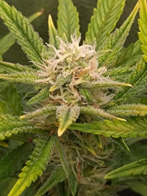 Cherry Cola RF3 Auto Fastbuds. Week 8