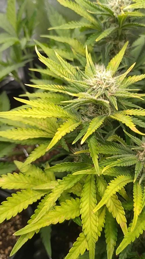 Cherry Cola RF3 Auto Fastbuds