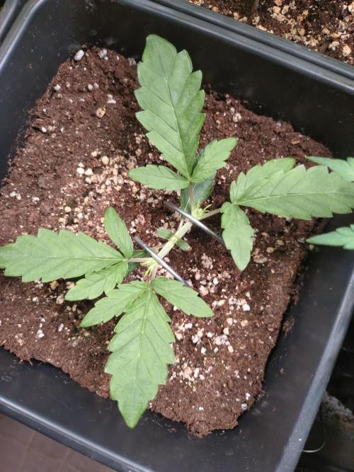 North Thunderfuck Auto RQS. Week 2