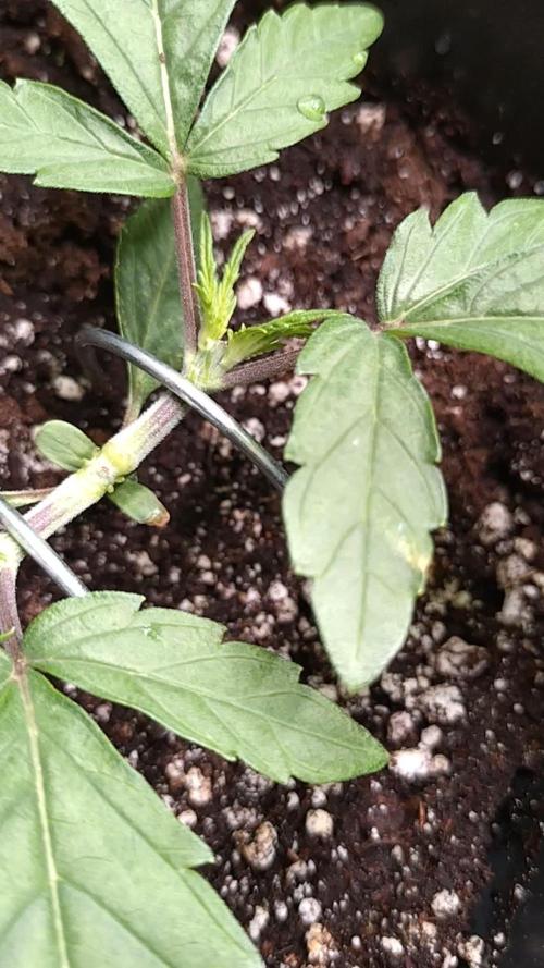 North Thunderfuck Auto RQS