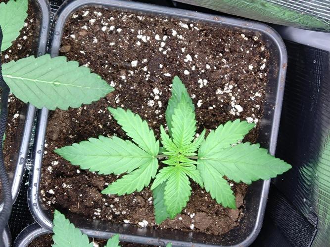 Orange Sherbet FF P#2 Fastbuds. Week 2