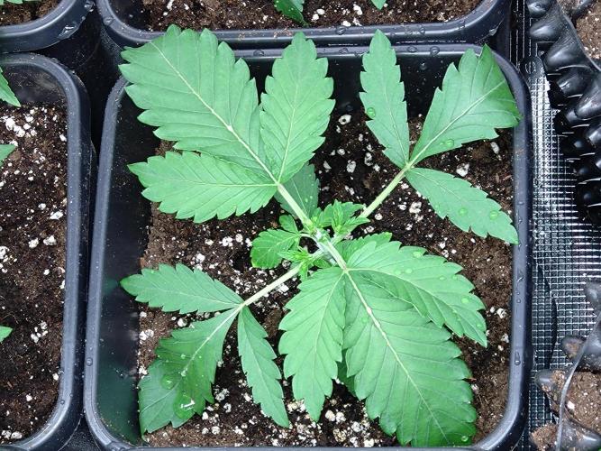 Lemonpaya Pheno #1 Fastbuds. Week 2
