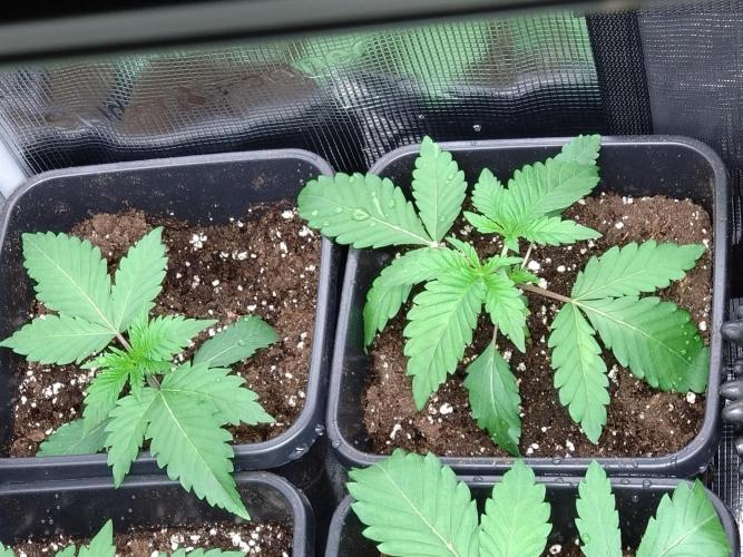 Lemon Cherry Gelato Barneys Farm. Week 2