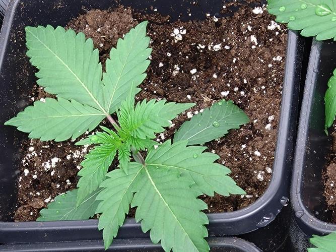 Lemon Cherry Gelato Barneys Farm. Week 2