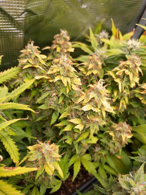 Grape Pop Rocks Auto Anesia Seeds. Week 10