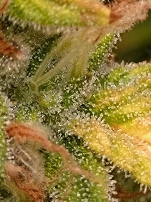 Grape Pop Rocks Auto Anesia Seeds. Week 10