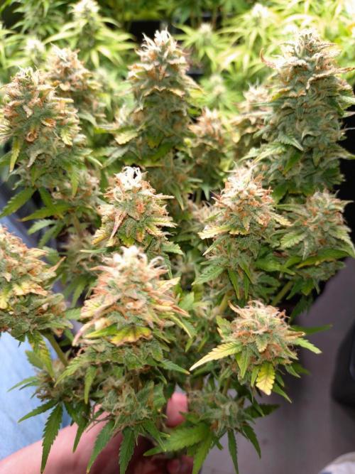 Grape Pop Rocks Auto Anesia Seeds. Week 10