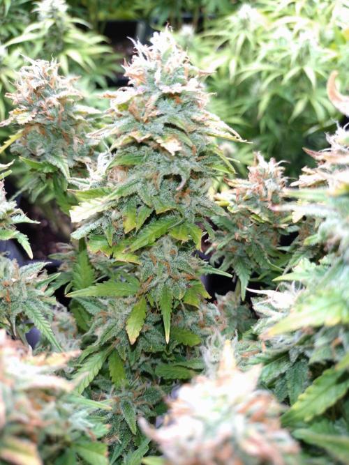 Grape Pop Rocks Auto Anesia Seeds. Week 10