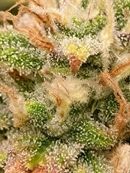 Grape Pop Rocks Auto Anesia Seeds. Week 10