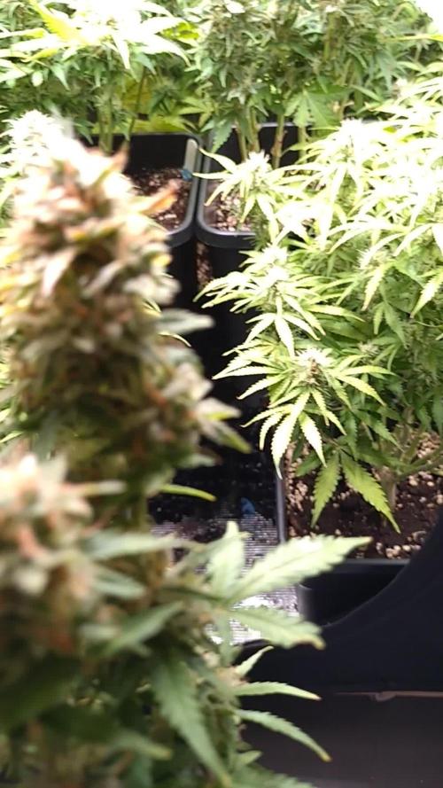 Grape Pop Rocks Auto Anesia Seeds