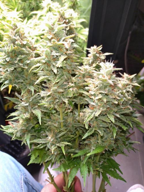 Hulkberry Auto RQS. Week 10