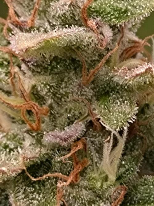 Hulkberry Auto RQS. Week 10