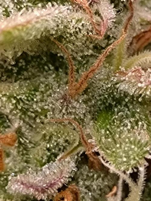 Hulkberry Auto RQS. Week 10