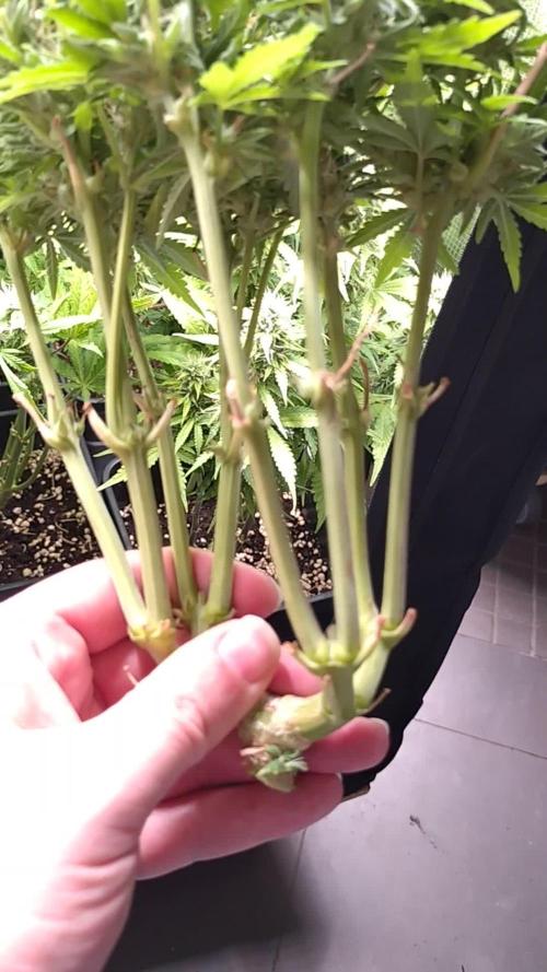 Hulkberry Auto RQS