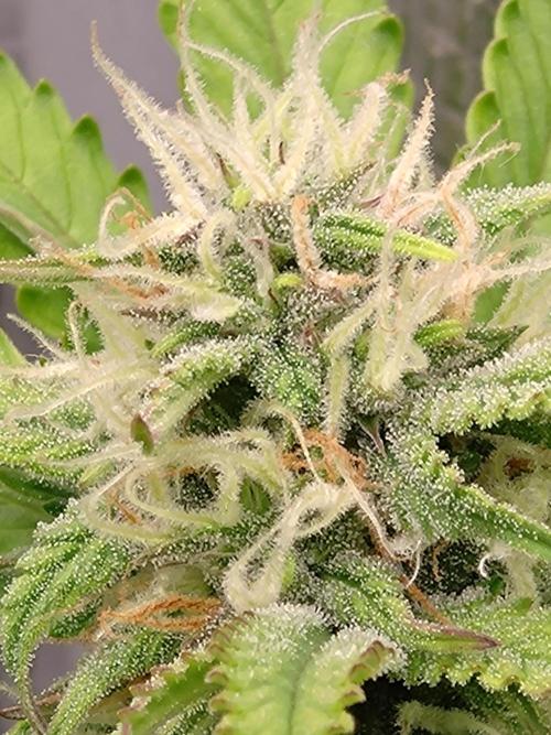 Cinderella Auto Fastbuds. Week 10