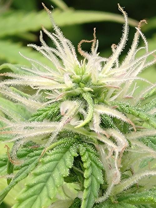 Strawberry Cheesecake Auto Barneys Farm. Week 10