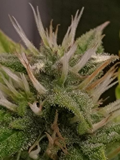 Purple Lemonade Auto RQS. Week 10