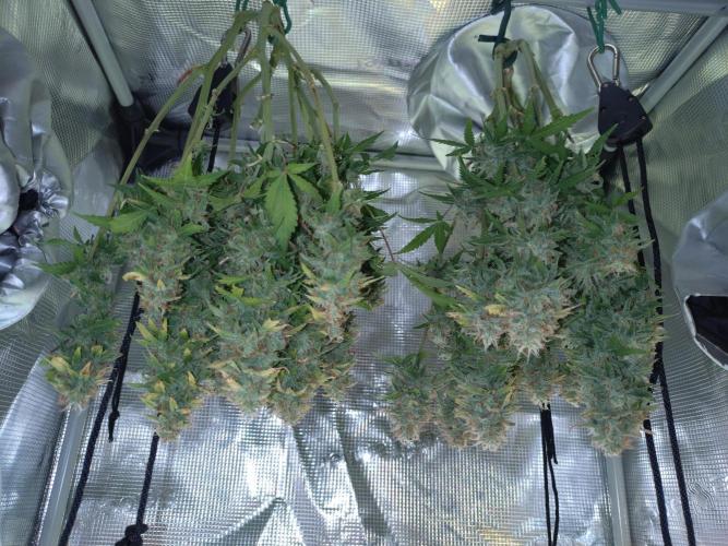 Grape Pop Rocks Auto Anesia Seeds. Week 10