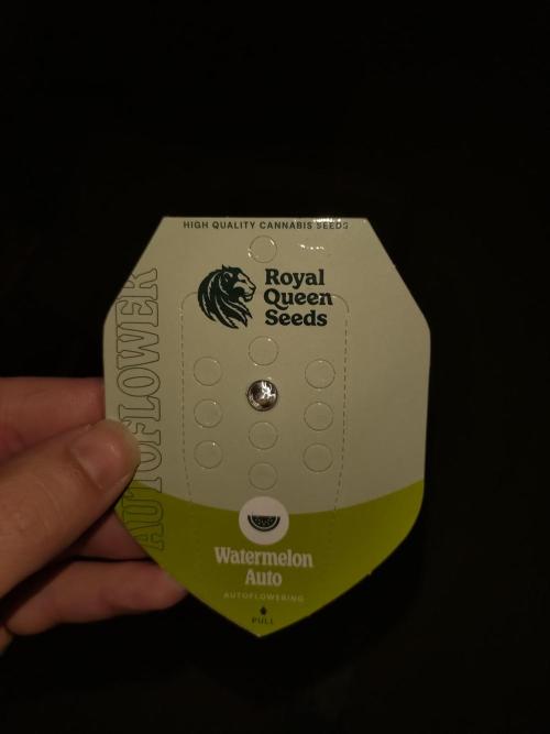 Watermelon Auto Royal Queen Seeds. Week 0