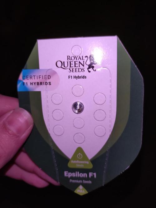 Epsilon F1 Royal Queen Seeds. Week 0