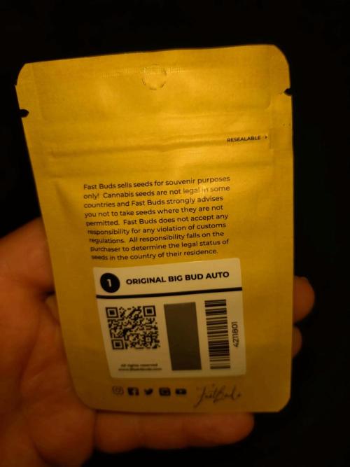 Big Bud Auto Fastbuds. Week 0