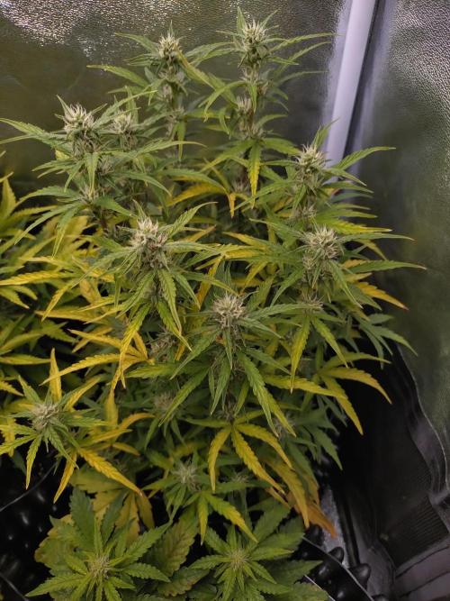 Thin Mint x Sour Pinot Auto Barneys Farm. Week 8