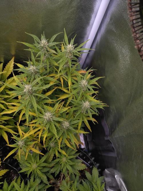 Thin Mint x Sour Pinot Auto Barneys Farm. Week 8