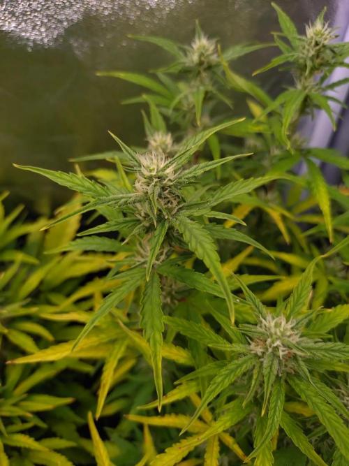 Thin Mint x Sour Pinot Auto Barneys Farm. Week 8