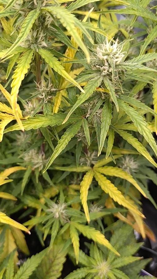 Thin Mint x Sour Pinot Auto Barneys Farm