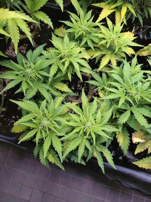 Z-Up Auto Fastbuds. Week 6