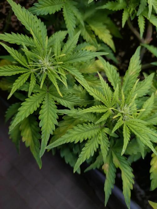 Z-Up Auto Fastbuds. Week 6