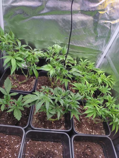 RF3 Auto Mixpack #1 Fastbuds. Week 6