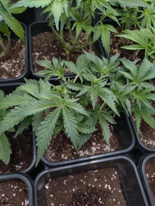 RF3 Auto Mixpack #1 Fastbuds. Week 6