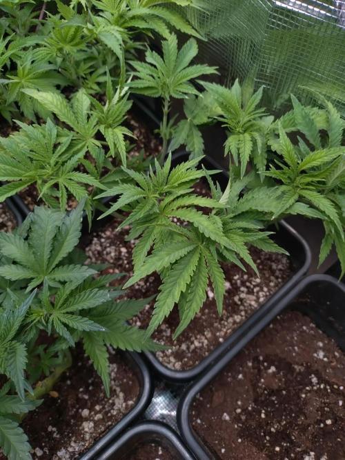 RF3 Auto Mixpack #1 Fastbuds. Week 6