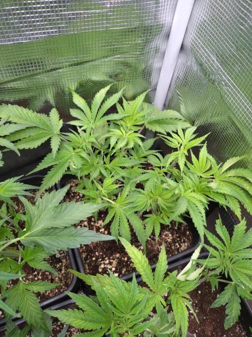 RF3 Auto Mixpack #1 Fastbuds. Week 6