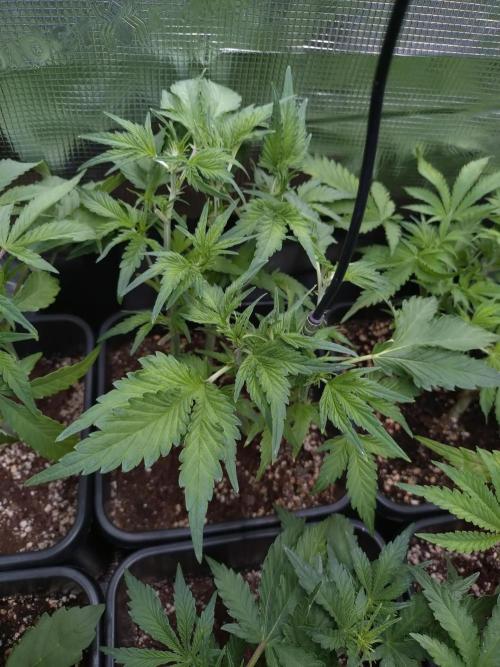 RF3 Auto Mixpack #1 Fastbuds. Week 6