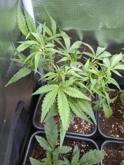 RF3 Auto Mixpack #1 Fastbuds. Week 6