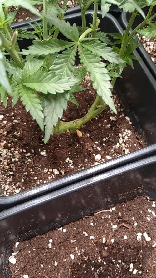 RF3 Auto Mixpack #1 Fastbuds