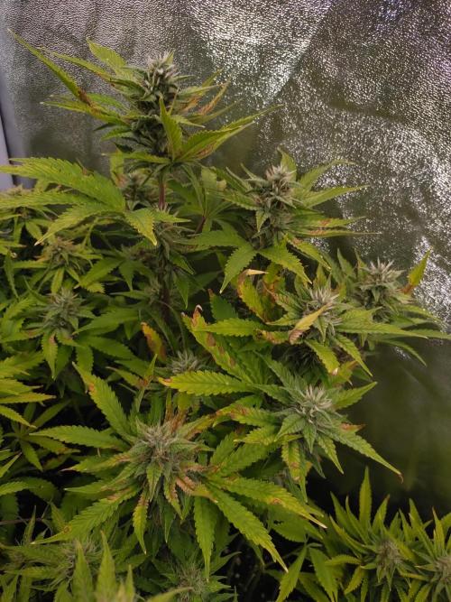 Purple Lemonade Auto RQS. Week 10