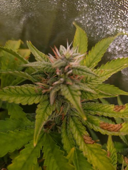 Purple Lemonade Auto RQS. Week 10