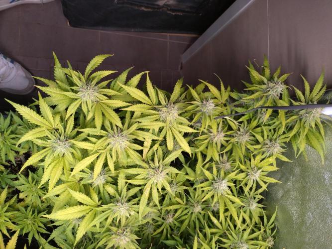 Cinderella Auto Fastbuds. Week 10