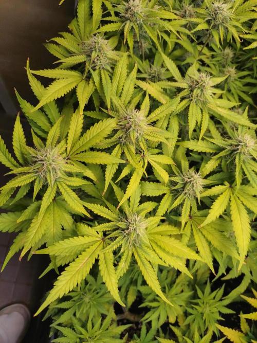 Cinderella Auto Fastbuds. Week 10