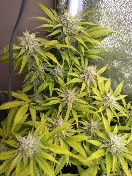 Cinderella Auto Fastbuds. Week 10